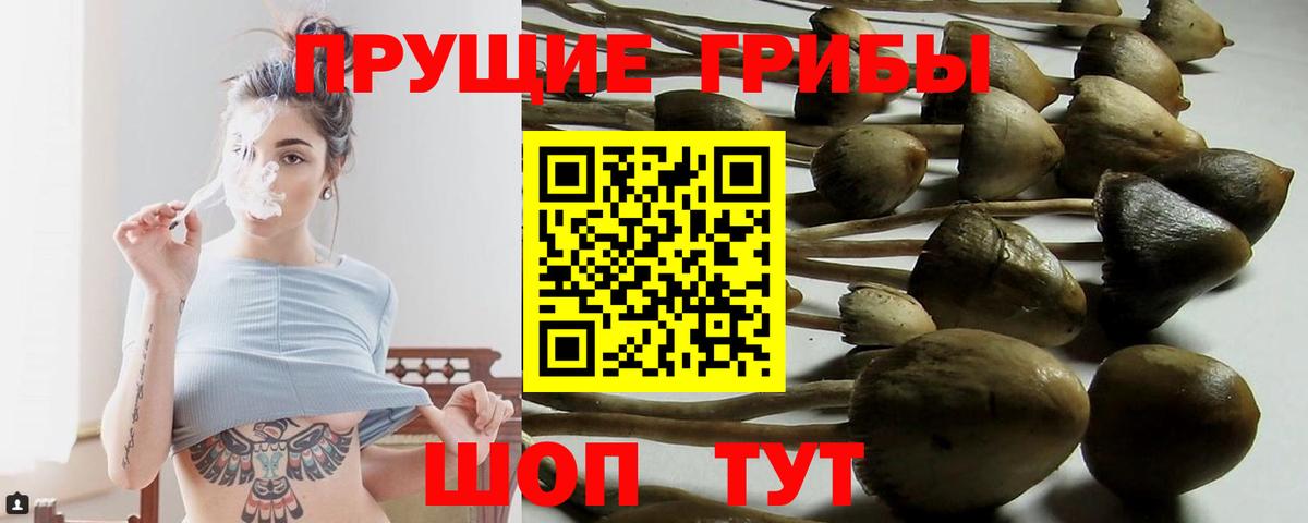 Волжский  Псилоцибиновые грибы прущие грибы  Галлюциногенные грибы мицелий  Вход с VPN 